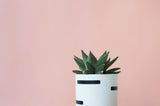 FEST AMSTERDAM BRIGHT OLLY POT/ CANDLE HOLDER
